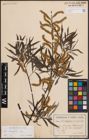 Foto von Salix eleagnos Scop.